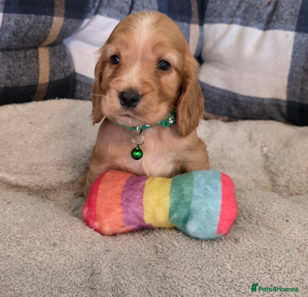 Cocker Spaniel dogs for sale: * KC Registered show type cockers * - Image 3