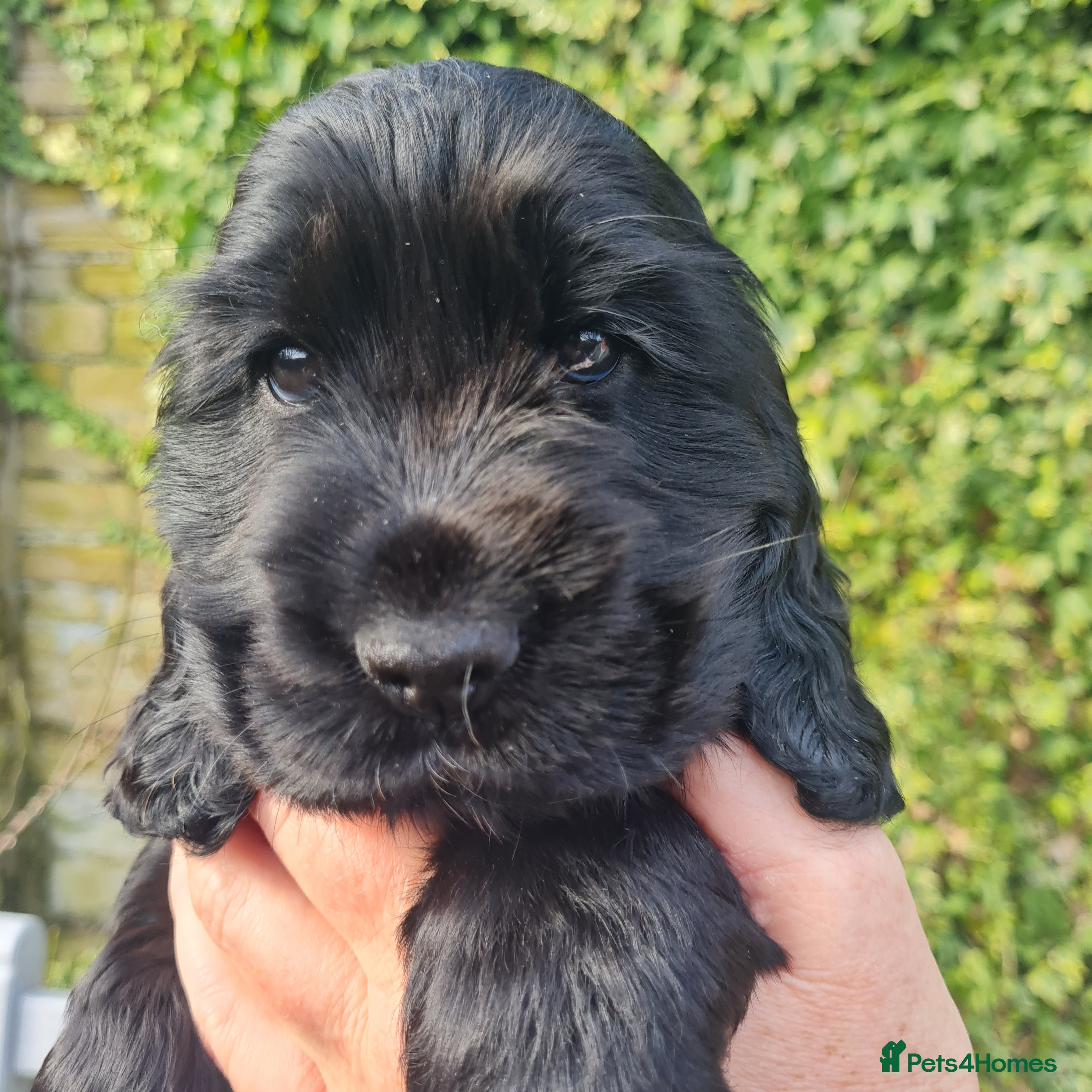 Cocker Spaniel dogs Health tested Show Cocker Spaniel puppies - Advert 18