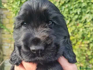 Cocker Spaniel dogs Health tested Show Cocker Spaniel puppies - Advert 18