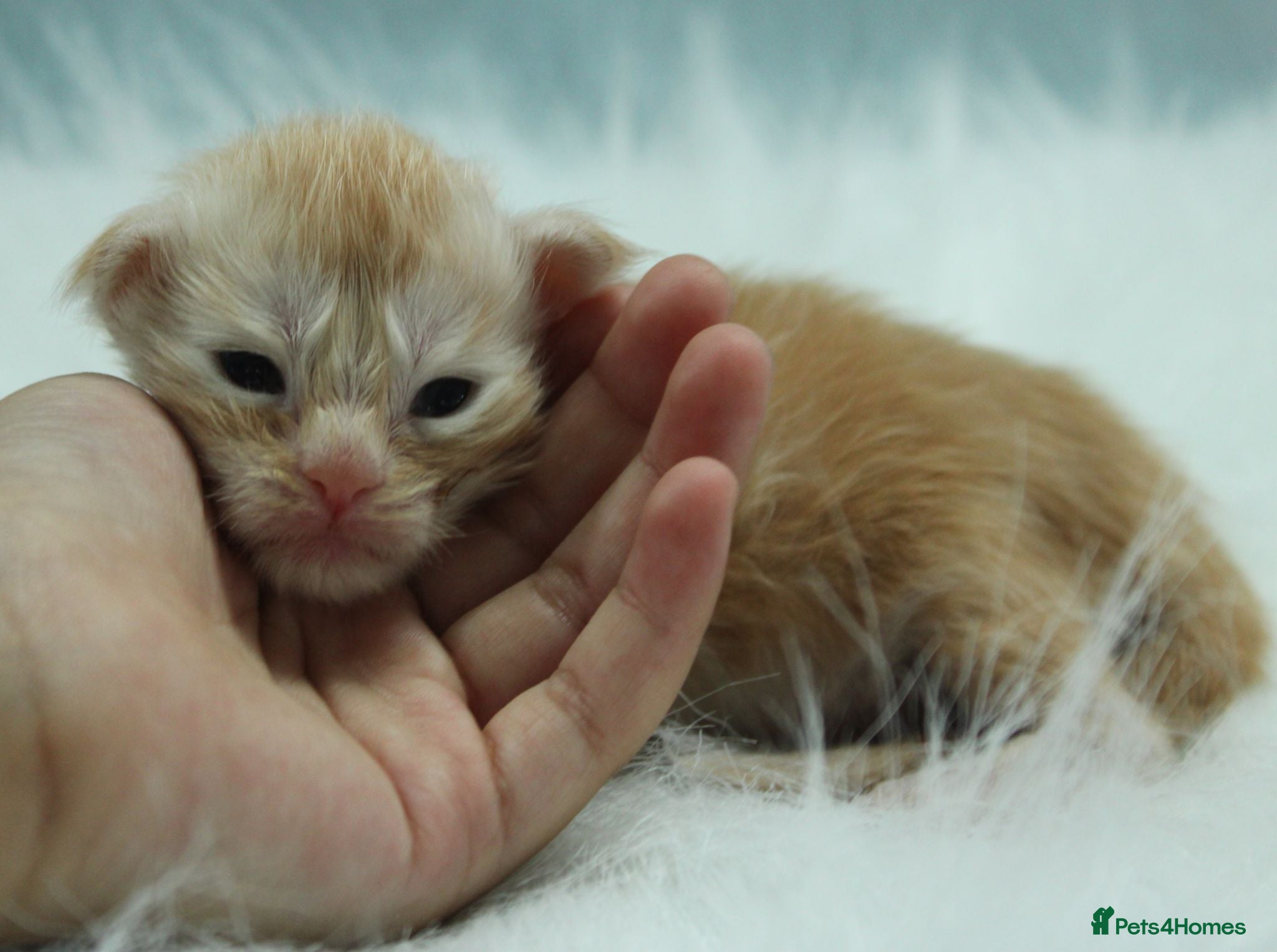 Maine Coon cats Tica Registered Maine Coon Kittens Available  - Advert 1