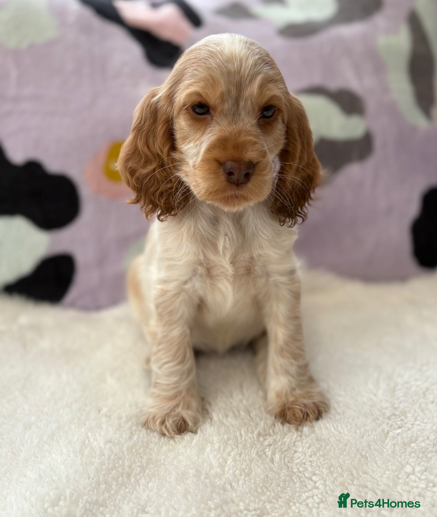 Cocker Spaniel dogs READY NOW KCReg Show Cocker Spaniel Girl READY NOW - Advert 1