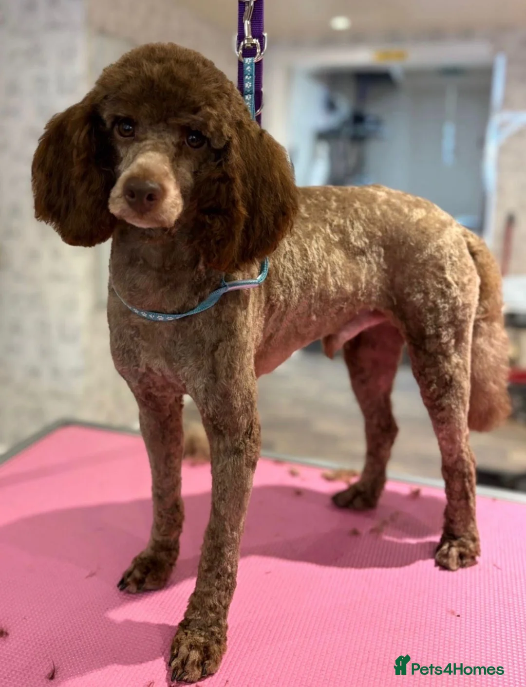 Miniature Poodle dogs for stud: 💙Stunning Chocolate Mini Poodle for Stud💙 - Advert 1