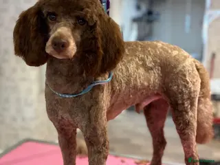 Miniature Poodle dogs for stud: 💙Stunning Chocolate Mini Poodle for Stud💙 - Advert 3