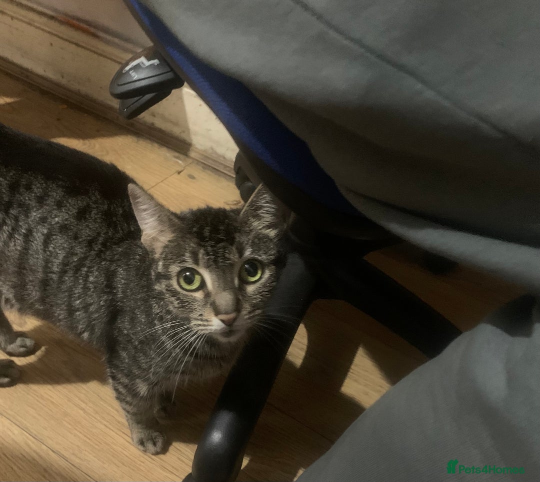 American Shorthair cats for sale: Cute American Shorthair Kittens 🐾 - Advert 1