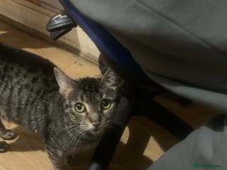 American Shorthair cats Cute American Shorthair Kittens 🐾 - Advert 1