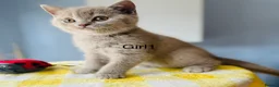 British Shorthair cats for sale: Beautiful paws*GB 😻 - Advert 3