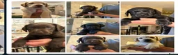 Labrador Retriever dogs for stud: Chocolate Labrador For Stud - Advert 4