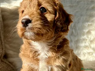 Mixed Breed dogs Tollerdoodle - Advert 12