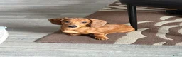 Miniature Dachshund dogs for sale: Miniature Dachshund  - Advert 3