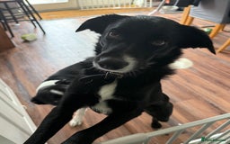 Border Collie dogs for sale: Max and teddy - Image 2