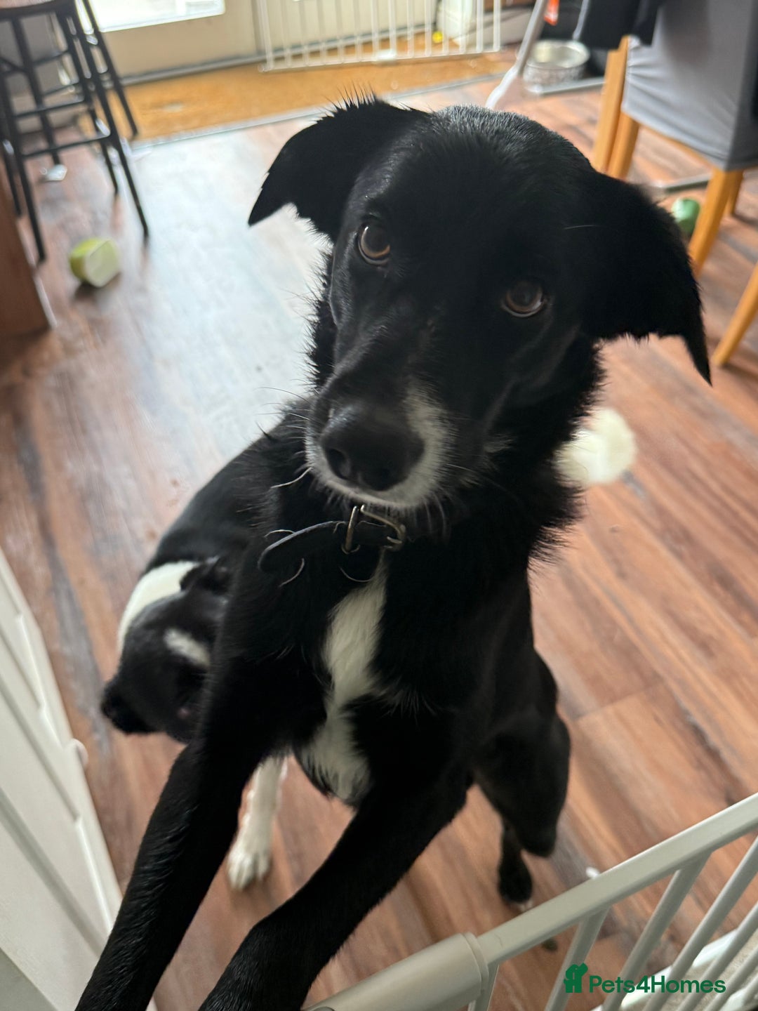 Border Collie dogs for sale: Max and teddy - Image 2