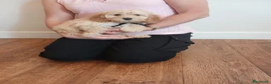 Cockapoo 8