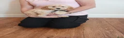 Cockapoo dogs for sale: Cockapoo puppies  - Advert 14