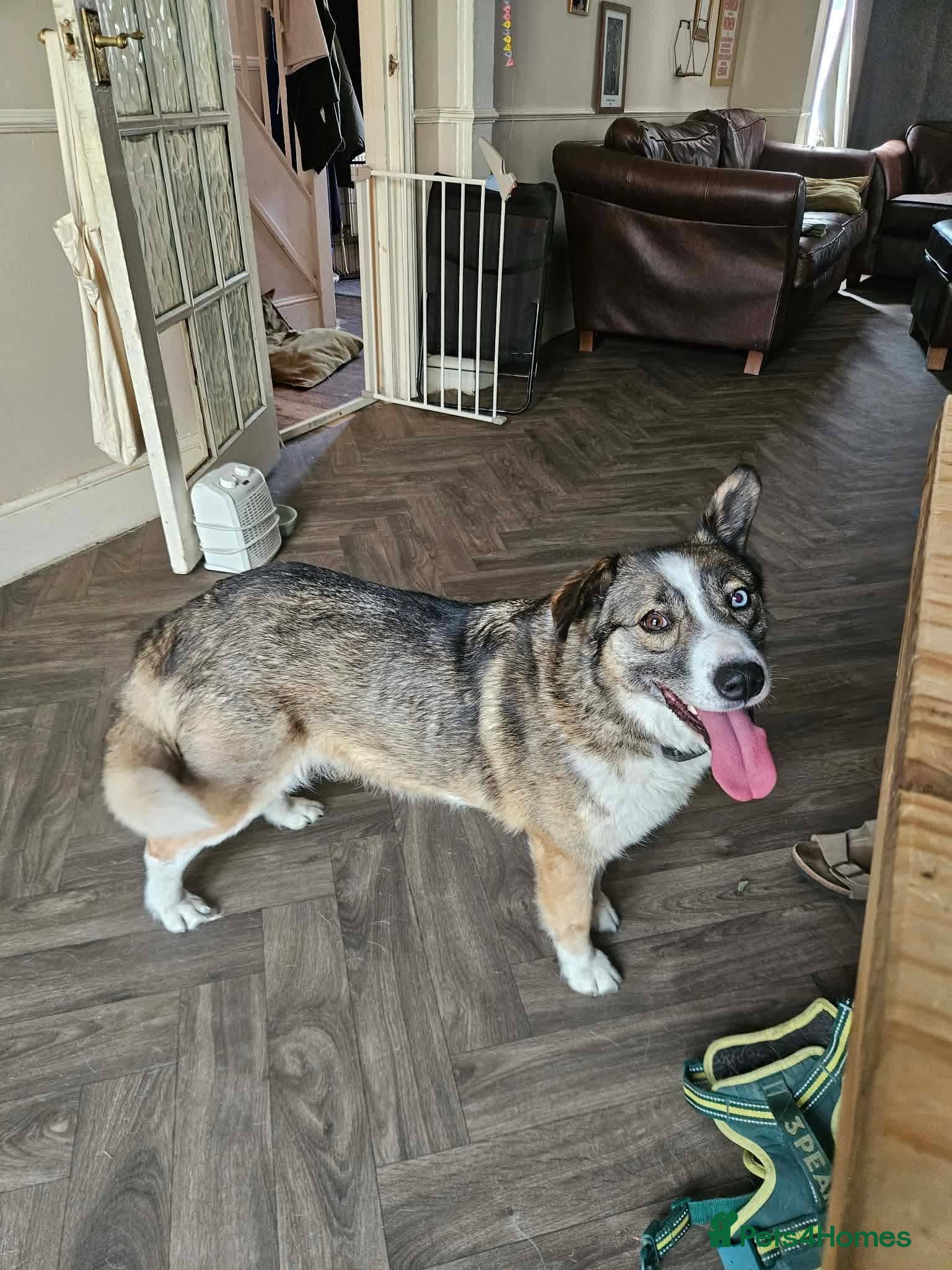 Mixed Breed dogs Doucia for adoption - Advert 1