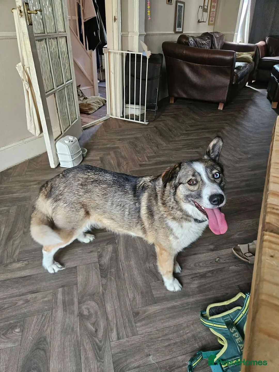Mixed Breed dogs for adoption: Doucia for adoption - Advert 1