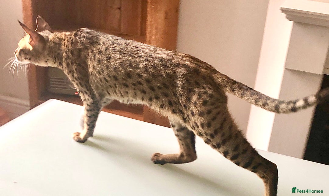 Savannah cats for sale: F3 girls  - Image 13