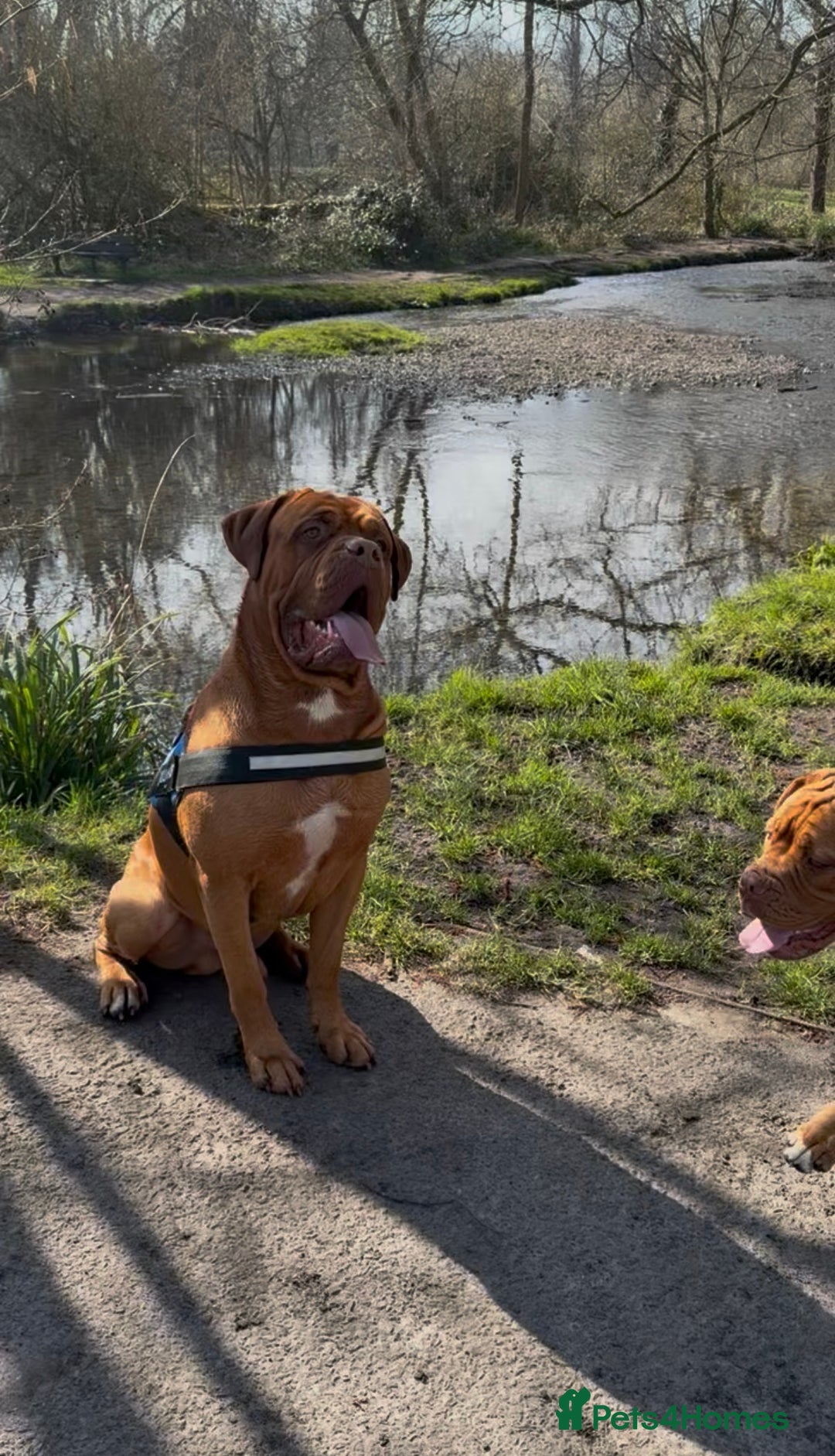 Dogue De Bordeaux dogs for sale: Beautiful Dogue De Bordeaux Puppies - Advert 12