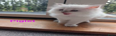 Ragdoll Kitten 3