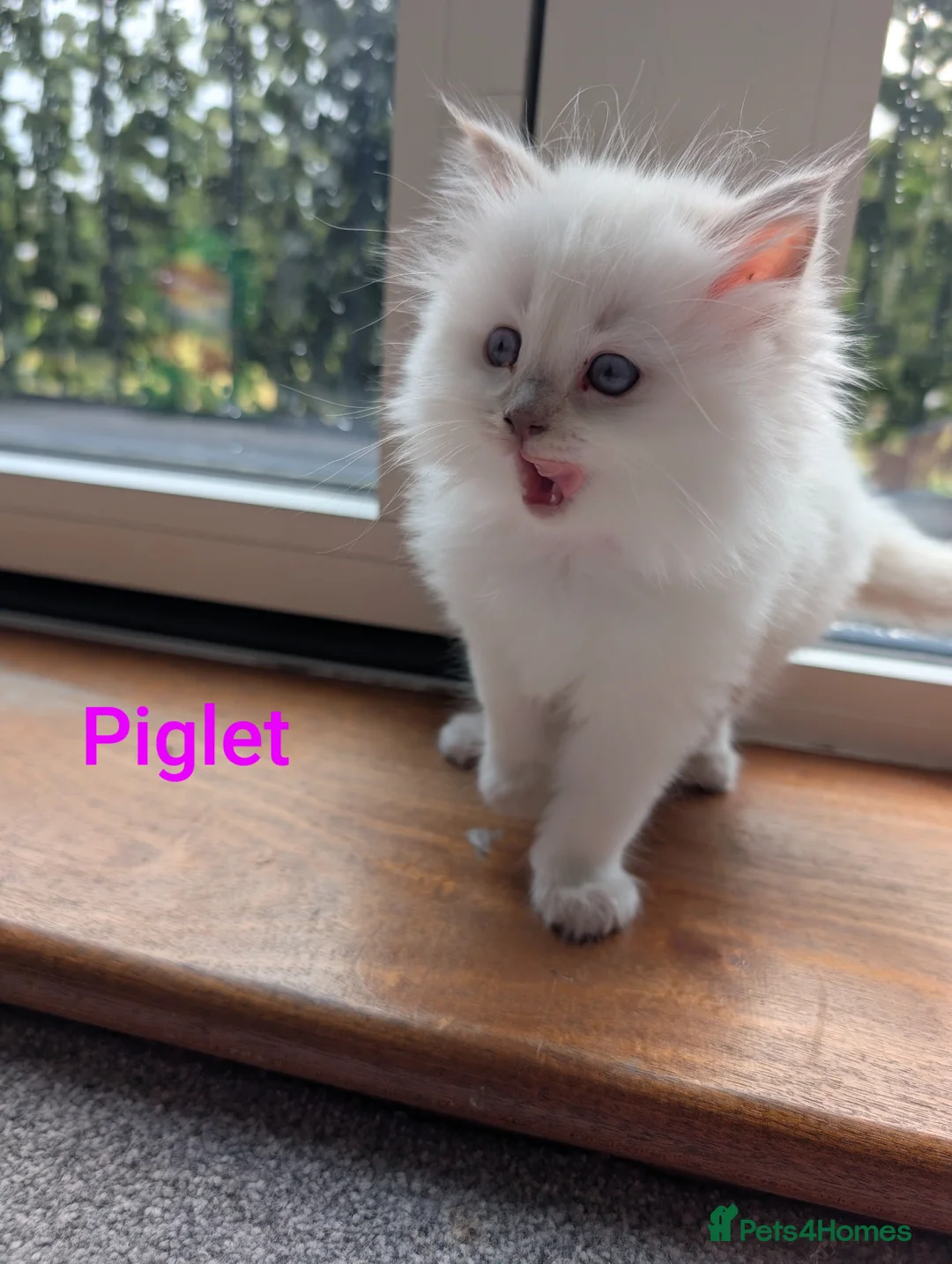 Ragdoll cats for sale: 5 ragdoll kittens  - Advert 11