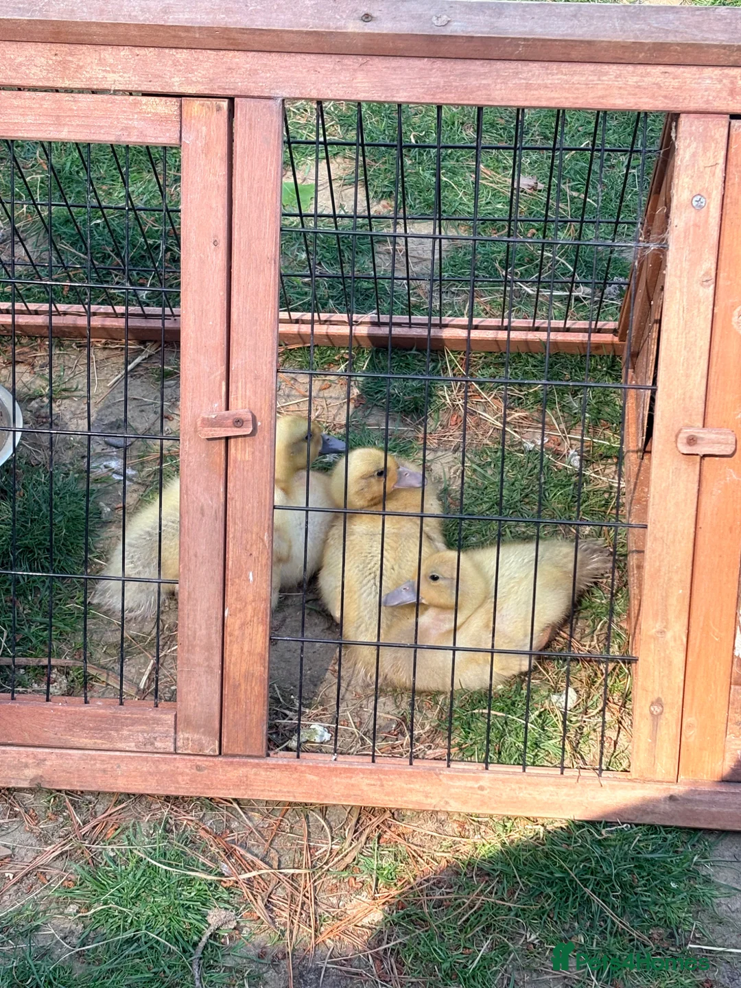 Ducks poultry for sale: Welsh Harlequin Ducklings - 3 weeks old  - Advert 2