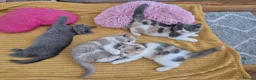 British Shorthair cats for sale: Ready! From GCCF parents with champions in line - Advert 17