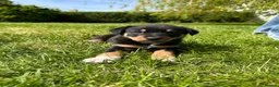 Australian Kelpie dogs for sale: Kelpie Pups for Sale - Advert 10