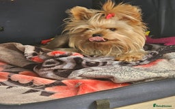 Yorkshire Terrier dogs for stud: YORKSHIRE TERRIER 🐶FULL KC REG.🐶 in London - Image 4