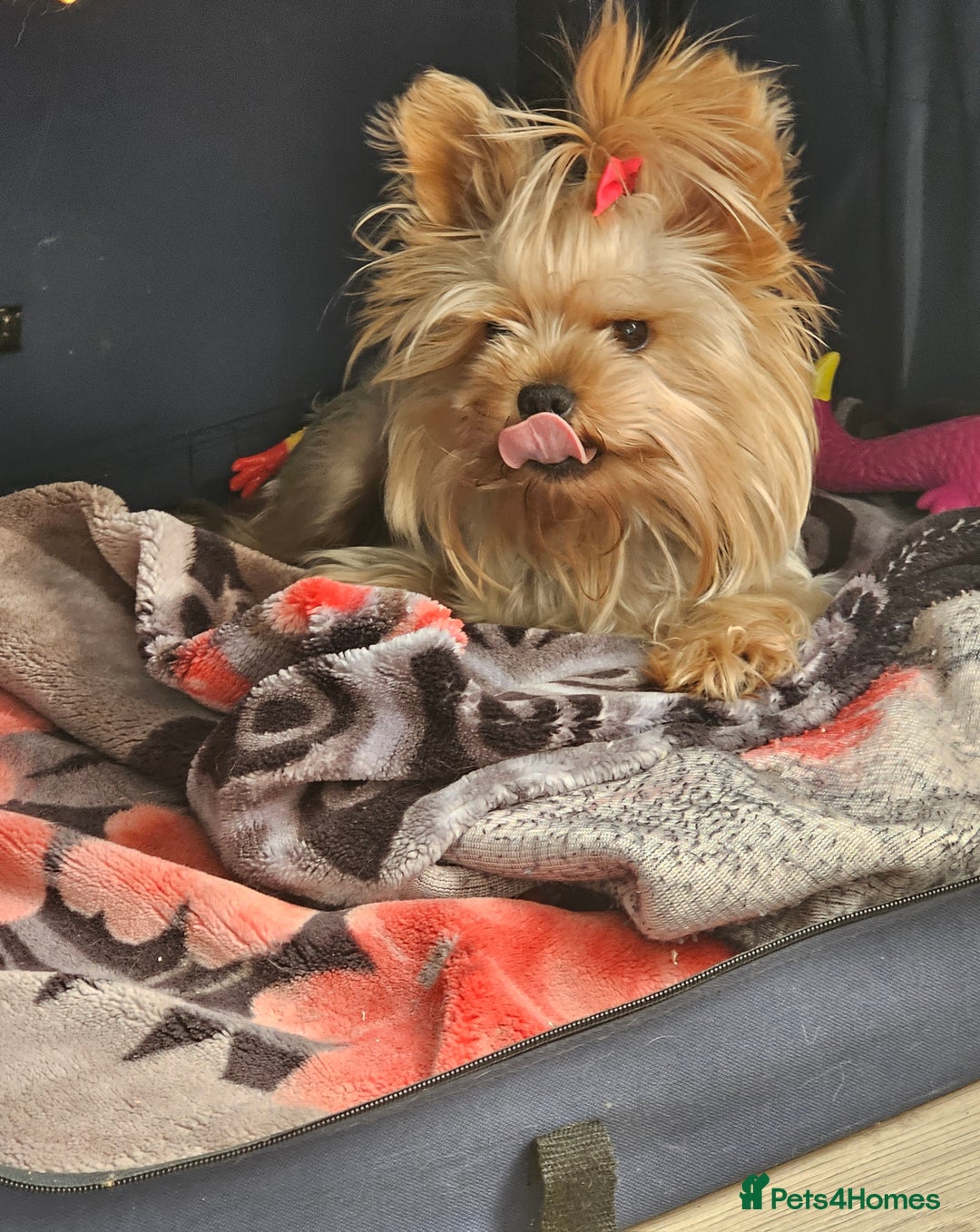 Yorkshire Terrier dogs for stud: YORKSHIRE TERRIER 🐶FULL KC REG.🐶 in London - Image 4
