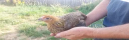 Chickens poultry for sale: Chicks, Chickens, Ducklings & Hatching Eggs - Advert 3