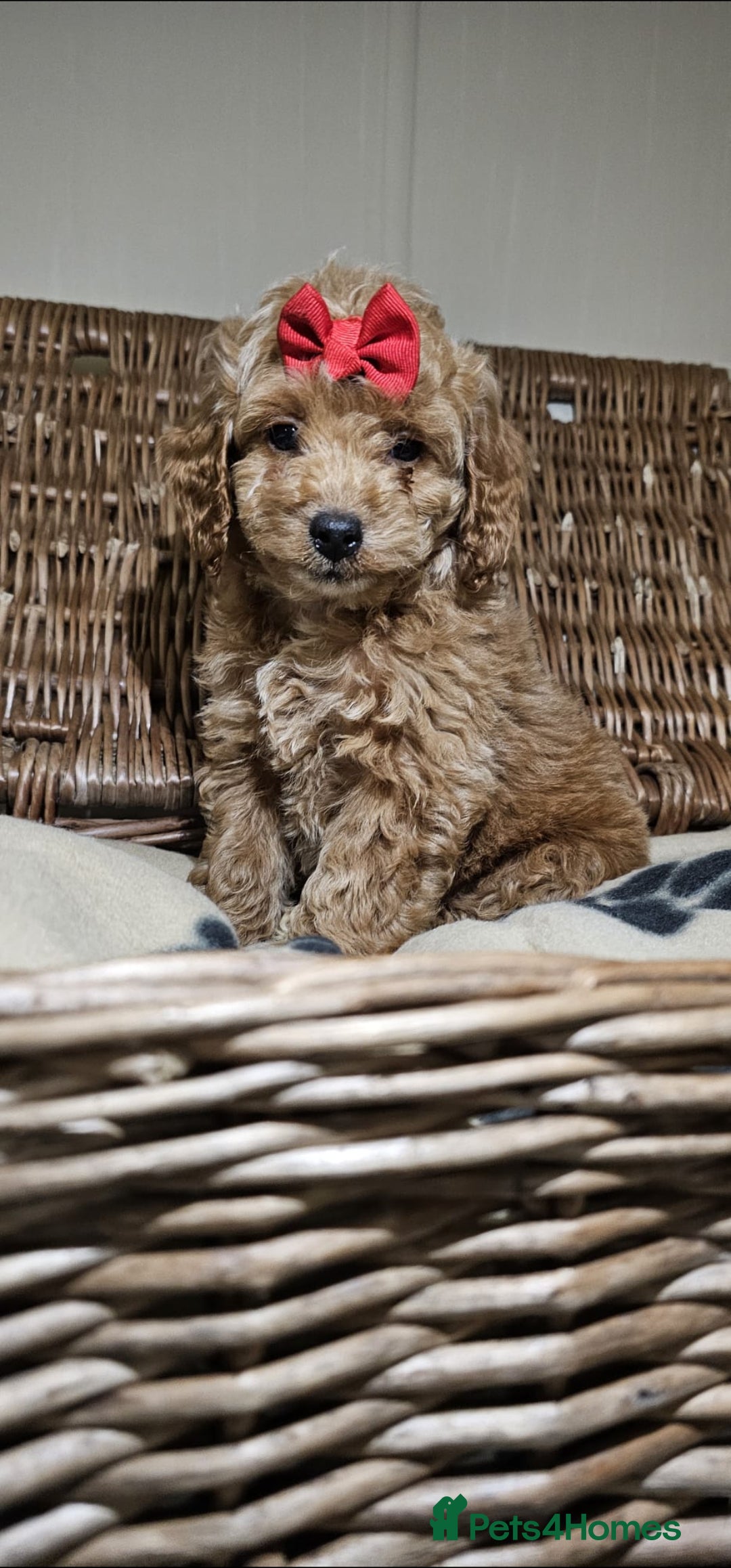 Cockapoo dogs for sale: Ready now  - Advert 3