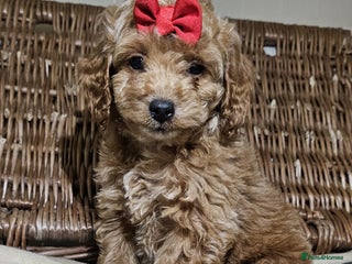 Cockapoo dogs Only 2 now Ready now vet checked - Advert 2