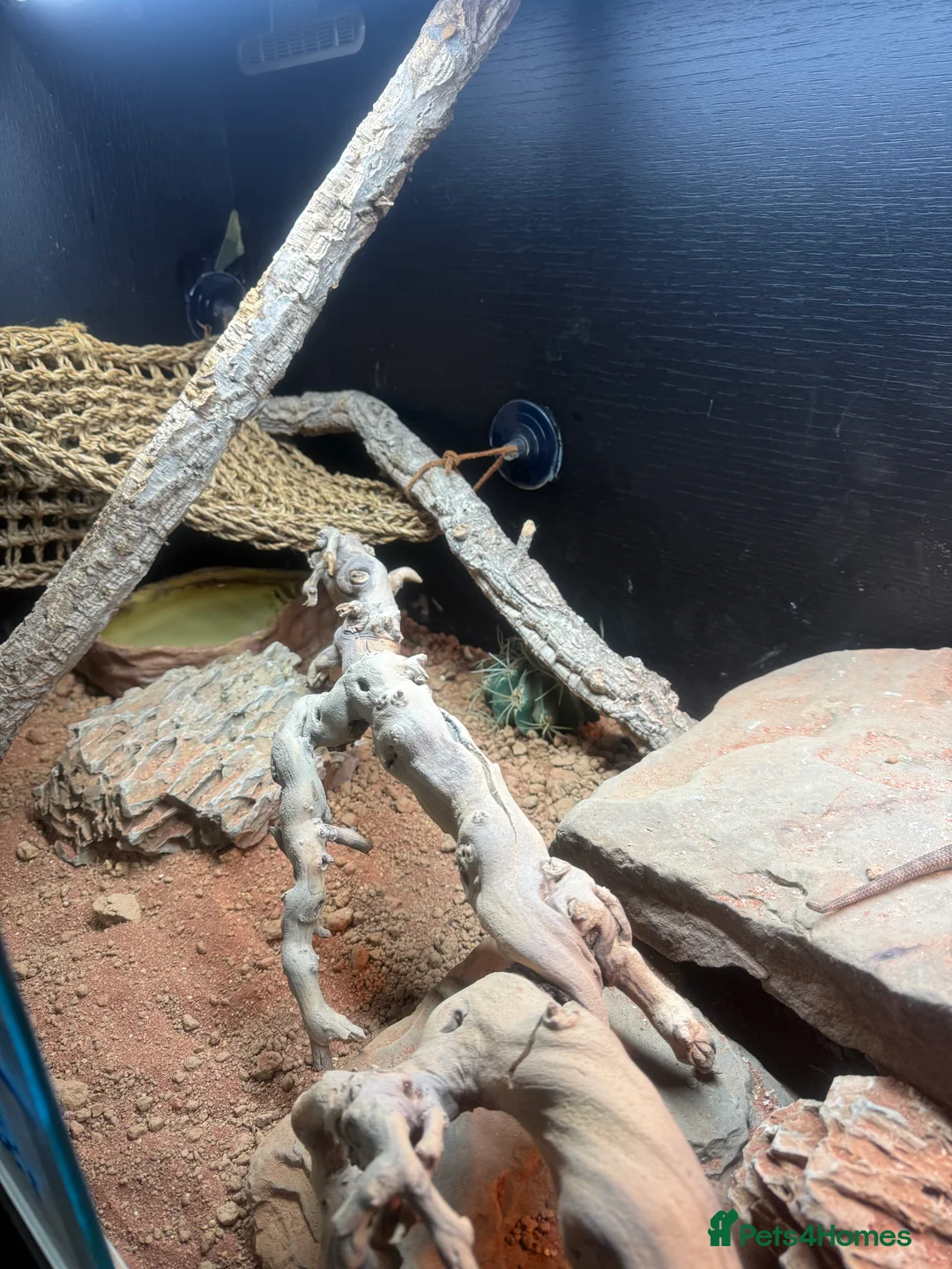 Bearded Dragon reptiles for sale: Bearded dragon and complete set up - Advert 4