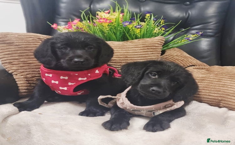 Labradoodle dogs - Advert 1