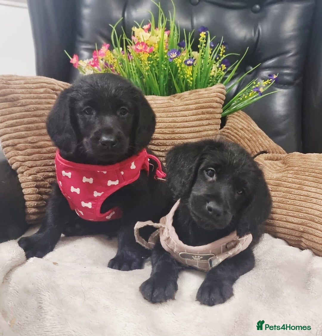 Labradoodle dogs for sale: F1 Labradoodle Puppy's  - Image 1
