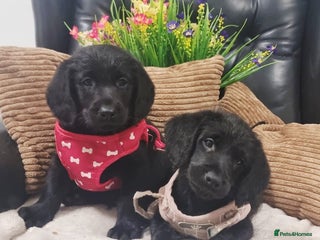 Labradoodle dogs - Advert 4