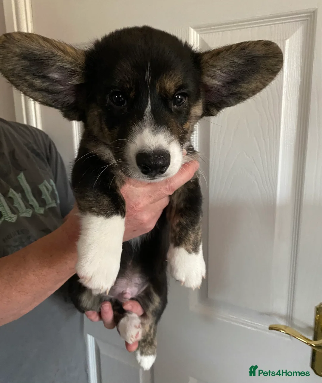 Welsh Corgi Cardigan dogs for sale: WELSH CARDIGAN CORGI GIRLS READY NOW - Advert 31