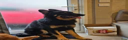 German Shepherd dogs for sale: German shepherd for rehome  - Advert 3