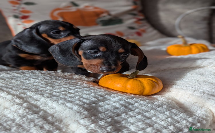 Miniature Dachshund dogs - Advert 6
