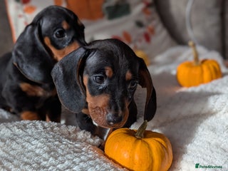 Miniature Dachshund dogs - Advert 10
