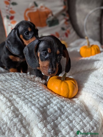 Miniature Dachshund dogs - Advert 6