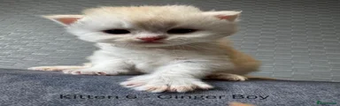 Persian 6