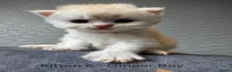 Persian cats for sale: 6 Stunning Persian Kittens - Advert 7