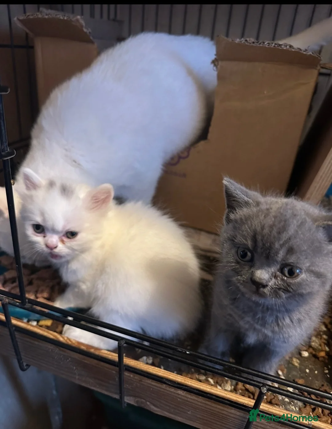 British Shorthair cats for sale: British Shorthair pedigrees Blues, White male - Advert 4