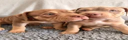 American Bully dogs for sale: Puppies for sale - Advert 8
