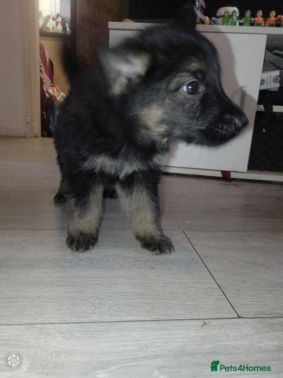 German Shepherd dogs for sale: Last female puppy - Advert 7
