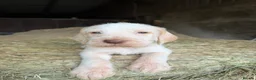 Italian Spinone dogs for sale: Italian Spinone Puppies - Advert 10
