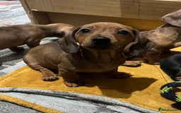Miniature Dachshund dogs for sale: Beautiful miniature dachshund puppies  - Image 7