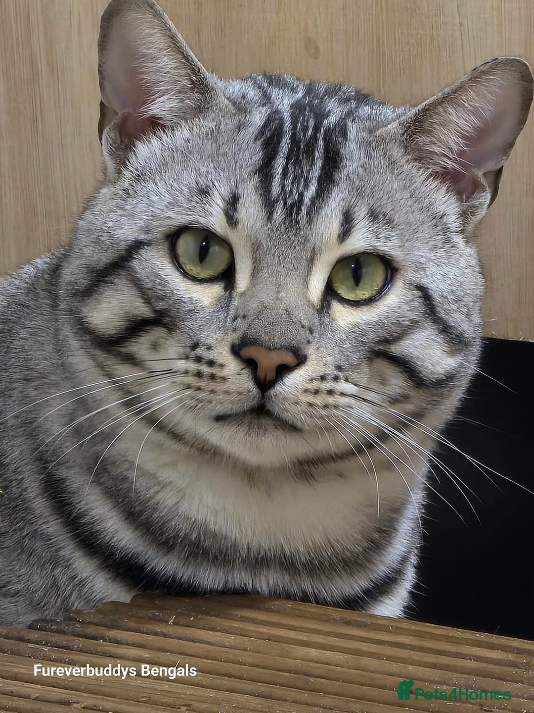 Bengal cats for sale: Stunning Silver Mature Bengal Male  - Advert 5