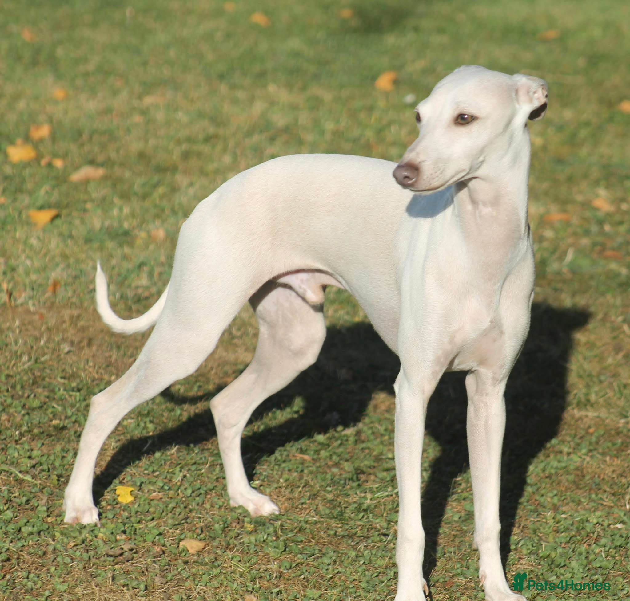 Italian Greyhound dogs Cream Italian Greyhound for Stud KC Registered - Advert 14