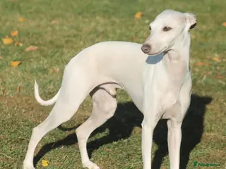 Italian Greyhound dogs Cream Italian Greyhound for Stud KC Registered - Advert 14